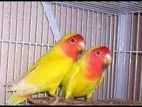 Lutino Love bird Breeding pair ( Exchange psbl)