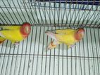 lutino love bird