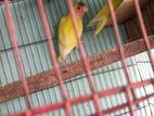 Lutino Love Bird
