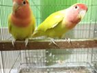 Lutino love Bird pure pair ( Exchange psbl)