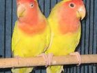 Lutino Love bird Running pair ( Exchange psbl)