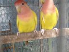 Lutino Love Bird Running Pair
