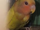 lutino love bird sell