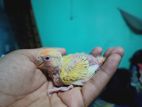 Lutino love bird tame size baby