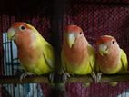 Lutino Lovebird for sale