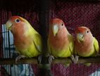 lutino lovebird