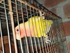 Lutino Lovebirds for sale