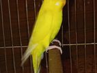 Lutino Male Budgerigar/লুটিনো মেইল বাজরিগার।