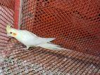 Lutino male cockatiel for sell