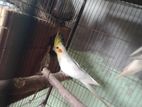 Lutino Male