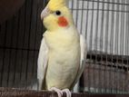 Lutino Male