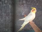 Lutino Male