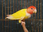 Lutino Opaline Female Lovebird (DNA Tested)