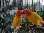 Lutino opaline fischer