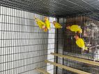Lutino Opaline Love Bird