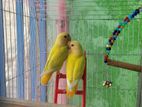 lutino opaline love bird