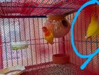 Lutino Opaline Love Bird for Sale