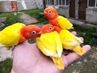 Lutino Opaline LoveBird