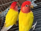 Lutino opaline Red Head