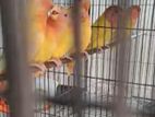Lutino Opaline Red Head Non Ring Love Birds