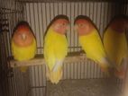 Lutino Opline Love Birds