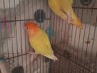 lutino Orange head love bird