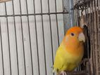 Lutino Orange Head Opaline Adult Female