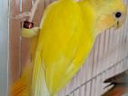 Lutino orange head opperline Love bird, male