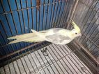 Lutino Paid (single Female)