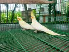 Lutino Parl Master Pair Cockatiel