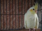 lutino Pastel face Cockatiel