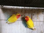 Lutino Peace Face Lovebird