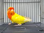 lutino peach face lovebird Female with DNA