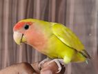 Lutino Peach Face Lovebird