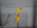 Lutino Peach-faced Lovebirds