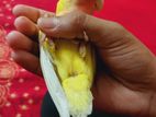 lutino peachface running female lovebird