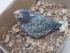 Lutino pearl Cockatiel available