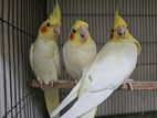 lutino pearl cockatiel breeding pair