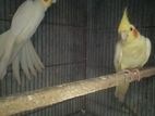 Lutino Pearl cockatiel