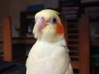 Lutino Pearl Cockatiel