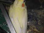 lutino pearl / cockatiel