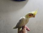 lutino pearl cockatiel