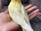 Lutino Pearl Cockatiel