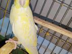 Lutino pearl cockatiel running female