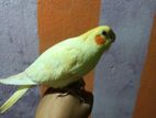 Lutino Pearl Cockatiel