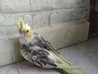 Lutino pied cockatiel