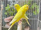 Lutino Read Eyes Mastar Pair