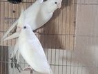 Lutino red eye and albino cockatiel running pair