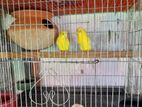 Lutino red eye Bird for sell