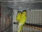 Lutino Red Eye Breading Pair